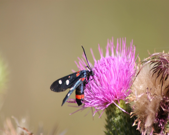 aiuto ID Zygaena sp